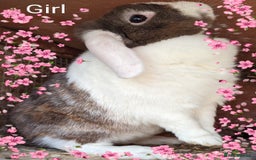 Lionhead rabbits for sale: Mini lop female  - Image 1