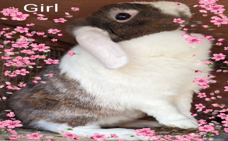 Lionhead rabbits - Advert 5