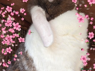 Lionhead rabbits - Advert 6