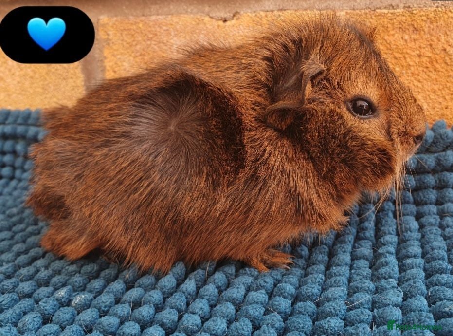 Guinea Pig rodents Beautiful guinea pigs - Advert 1