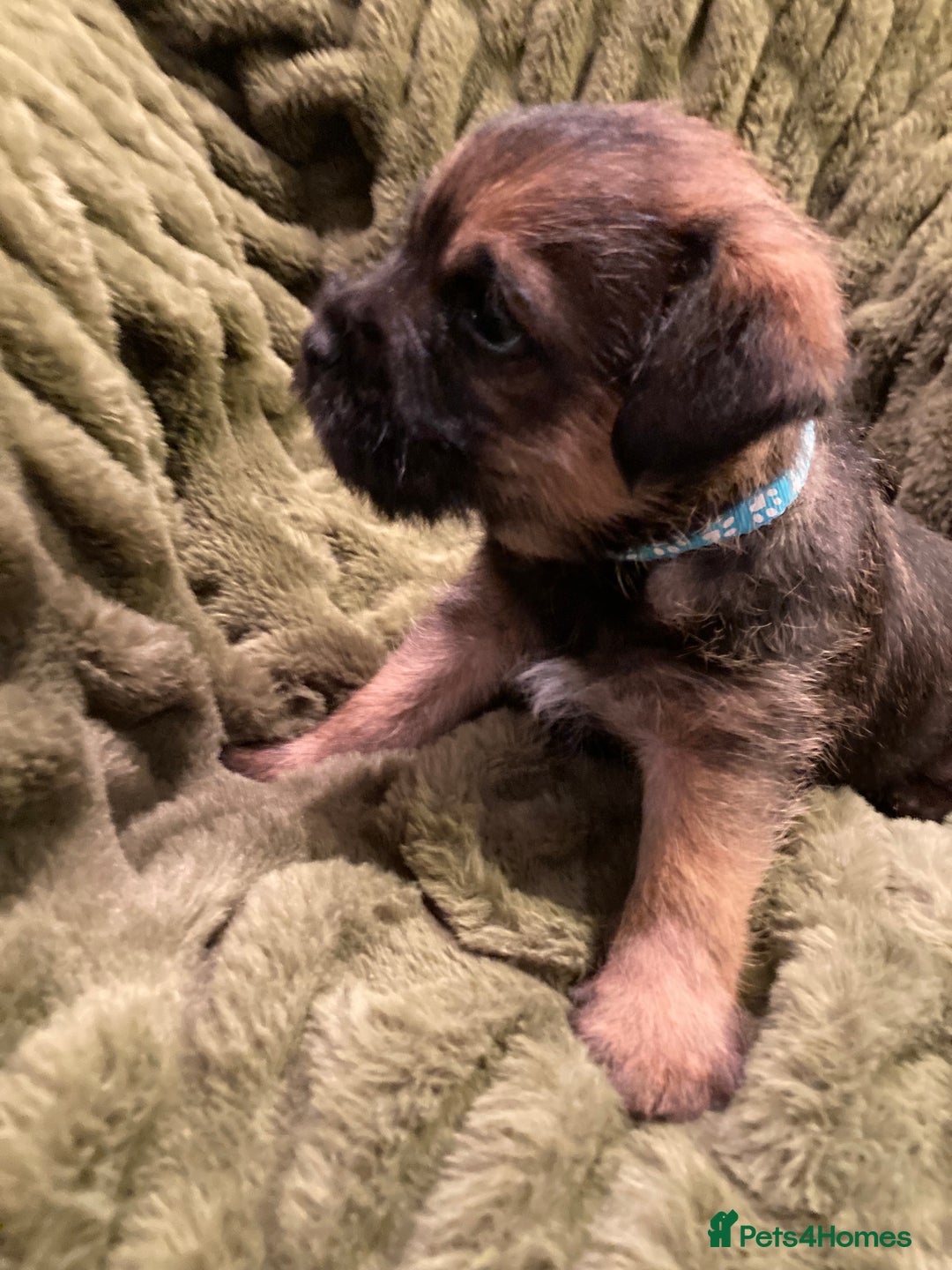 Border Terrier dogs for sale: Quality Border Terrier Puppies - Advert 6