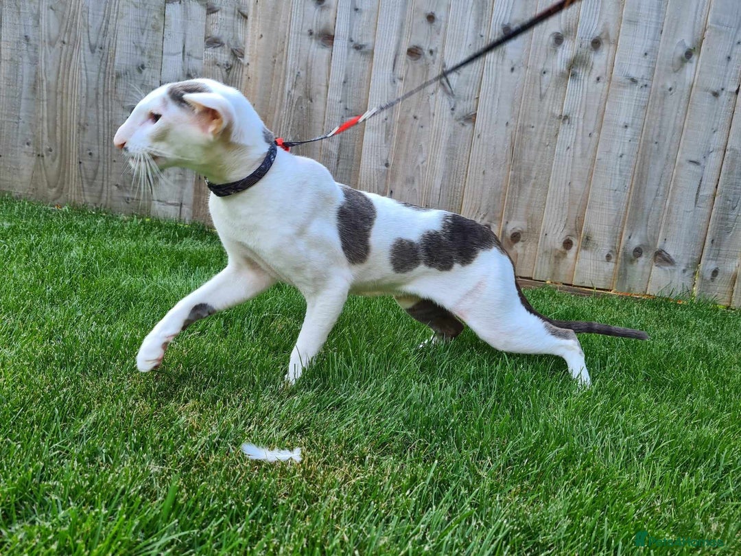 Oriental cats for sale: Beautiful Lilac bicolour Oriental BOY - Image 10