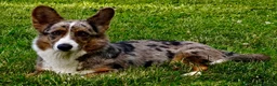 Welsh Corgi Cardigan dogs for adoption: 🐾 GARRY – Male Welsh Corgi Cardigan 🐾 - Advert 4