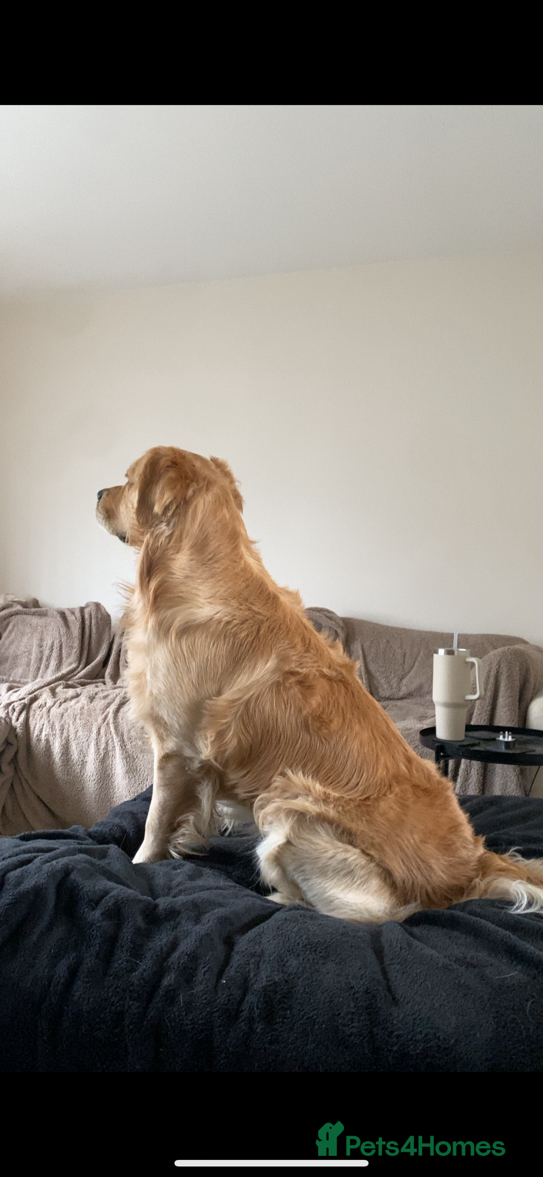 Golden Retriever dogs for stud: KC Registered Golden Retriever Stud - Image 2
