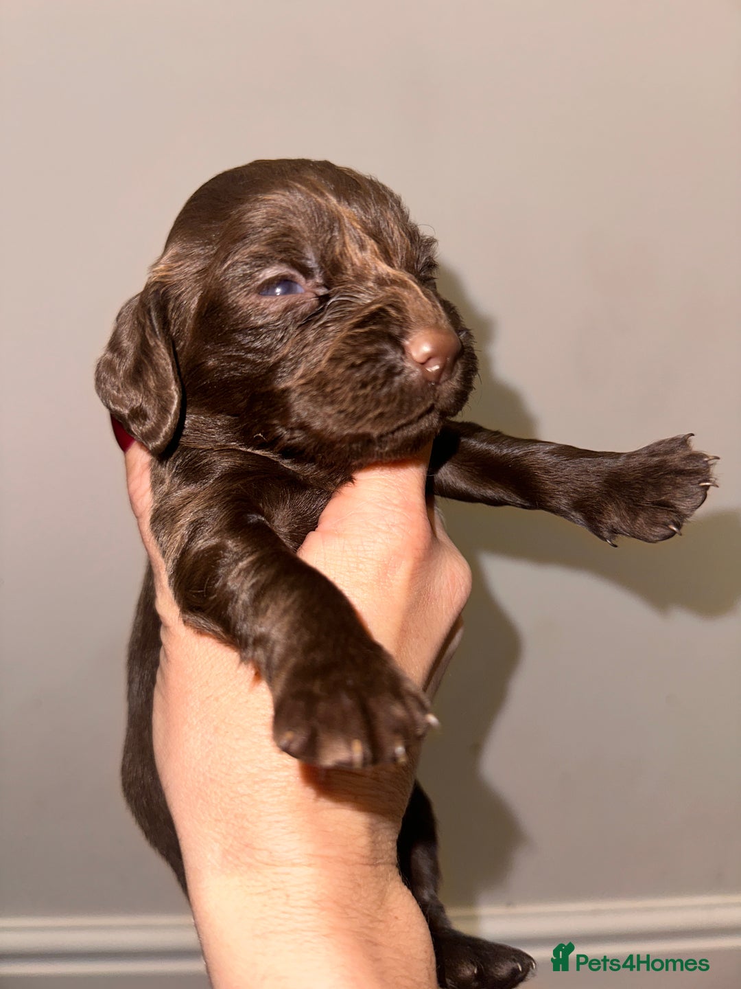Cocker Spaniel dogs for sale: Working cocker spaniel puppies - Image 12