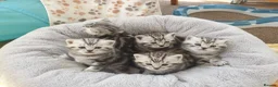 British Shorthair cats for sale: Show quality GCCF Silver Tabbies  in Rochester - Advert 22