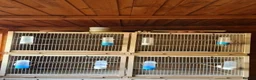 Budgerigars birds for sale: Bird Cages - Advert 5