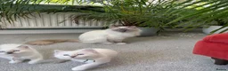 Ragdoll cats for sale: Rare Lilac Grand Champion Excellent Pedigree  - Advert 9