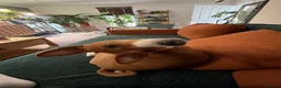Basenji dogs for stud: Basenji Stud – Karrot in Peterborough - Advert 2