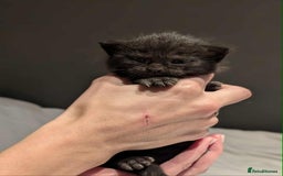 Maine Coon cats for sale: Maine Coon crossed Ragdoll kittens - Image 11