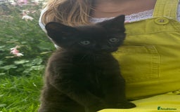 Mixed Breed cats for sale: kittens looking for their forever home - Image 4