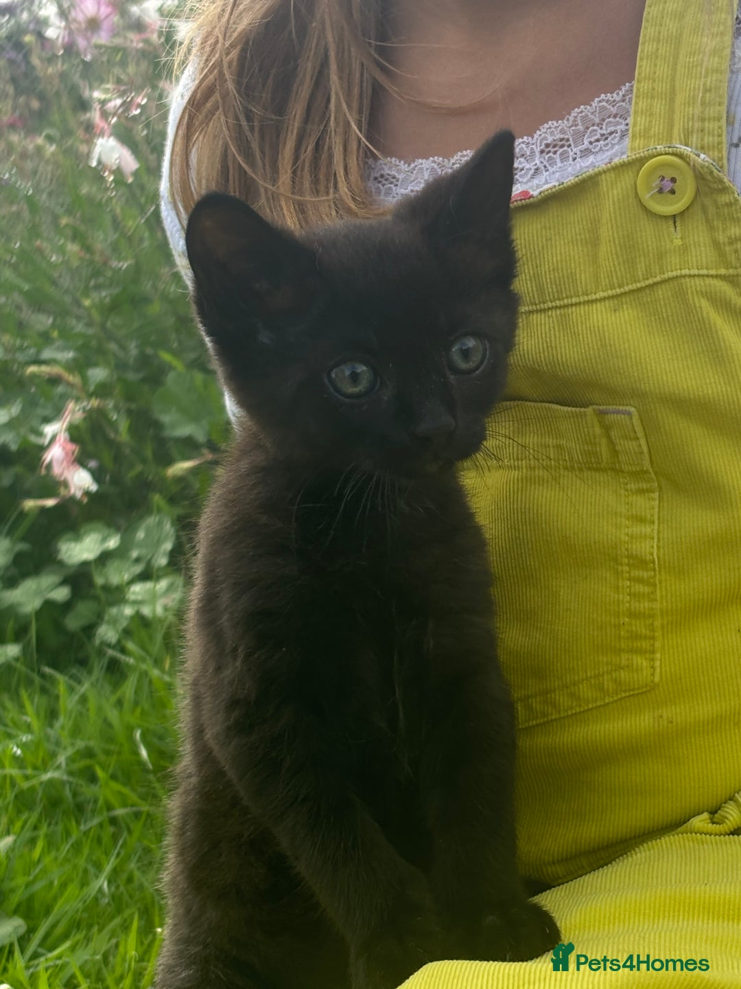 Mixed Breed cats for sale: kittens looking for their forever home - Image 4
