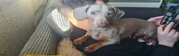Miniature Dachshund dogs for stud: Stud dog available for studding - Advert 7
