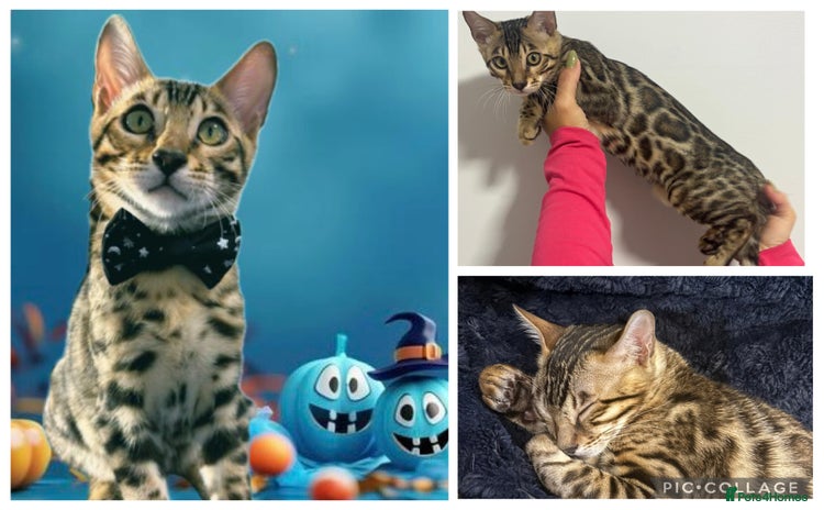 Bengal cats - Advert 6