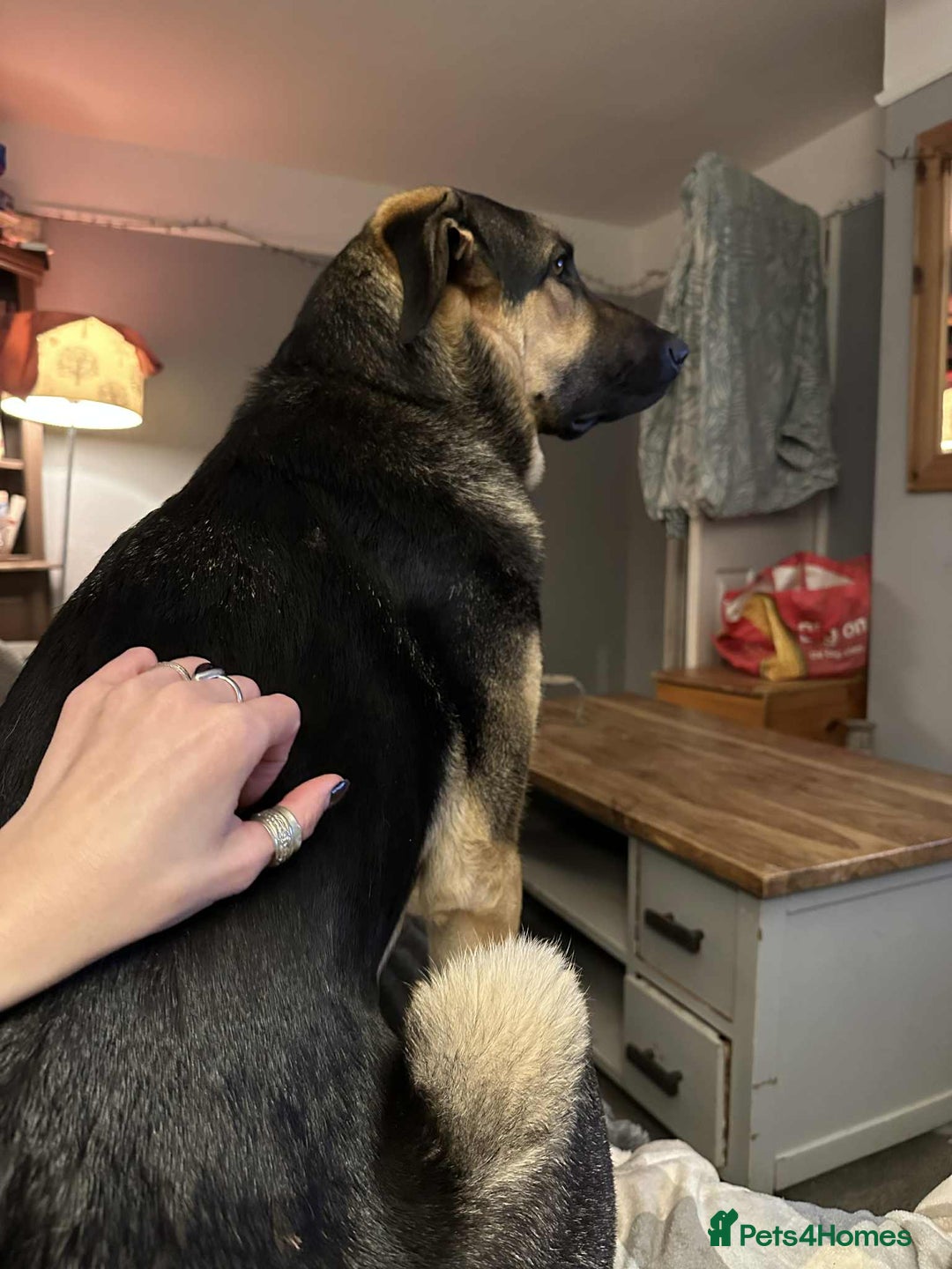 Mixed Breed dogs for adoption: Amigo the puppy that wants to be your friend - Advert 5