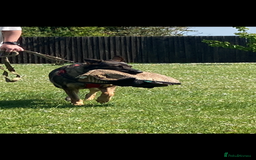 German Shepherd dogs for sale: KC German Shepherd Working line puppies 🐶  - Image 17