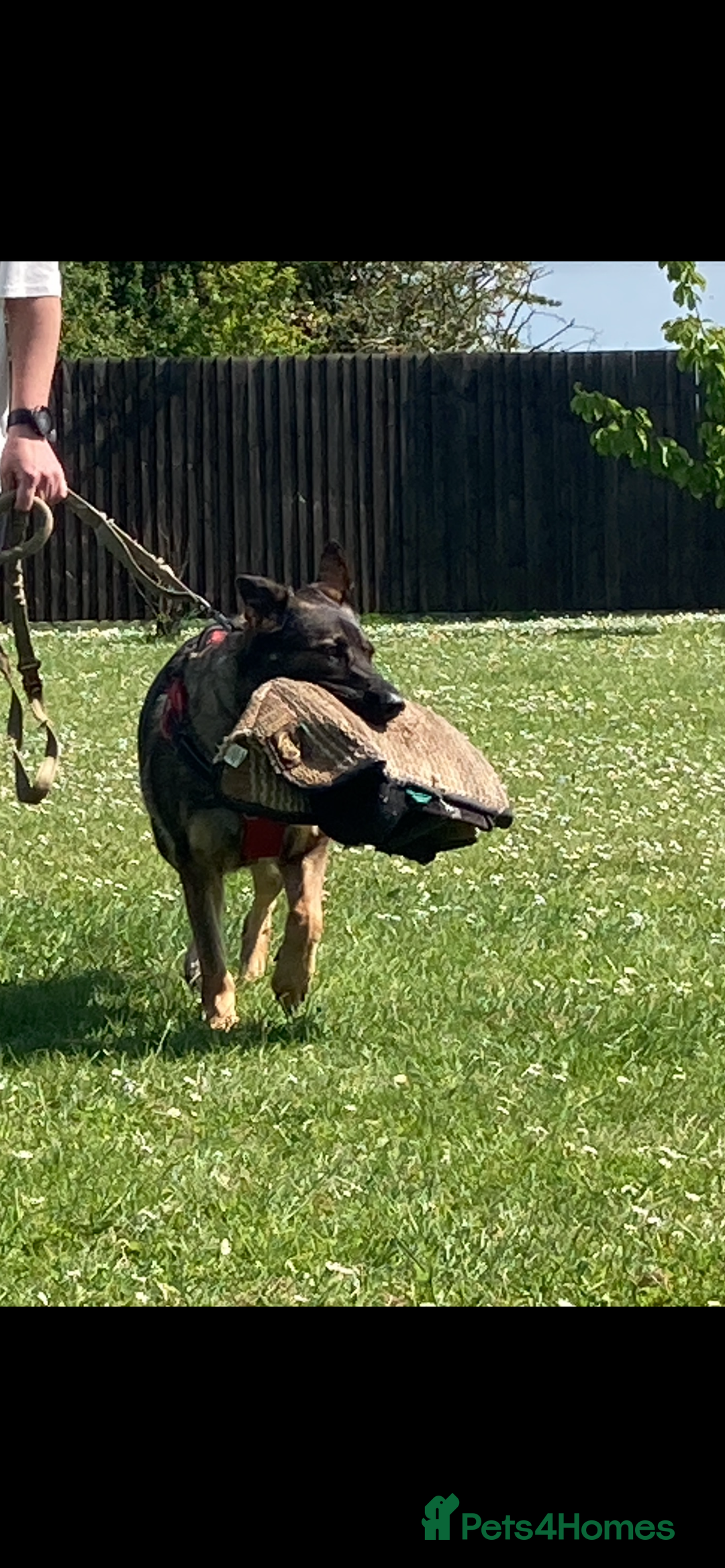 German Shepherd dogs for sale: KC German Shepherd Working line puppies 🐶  - Image 17