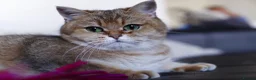 British Shorthair cats for sale: 🌟 Stunning Golden Queen–TICA ACTIVE Registered 🌟 - Advert 9