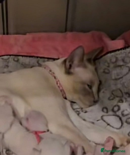 Siamese cats Siamese kitten - Advert 3