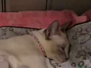 Siamese cats Siamese kitten - Advert 3