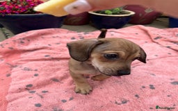 Chiweenie dogs for sale: Beautiful dachshund/ chihuahua puppies  - Image 2