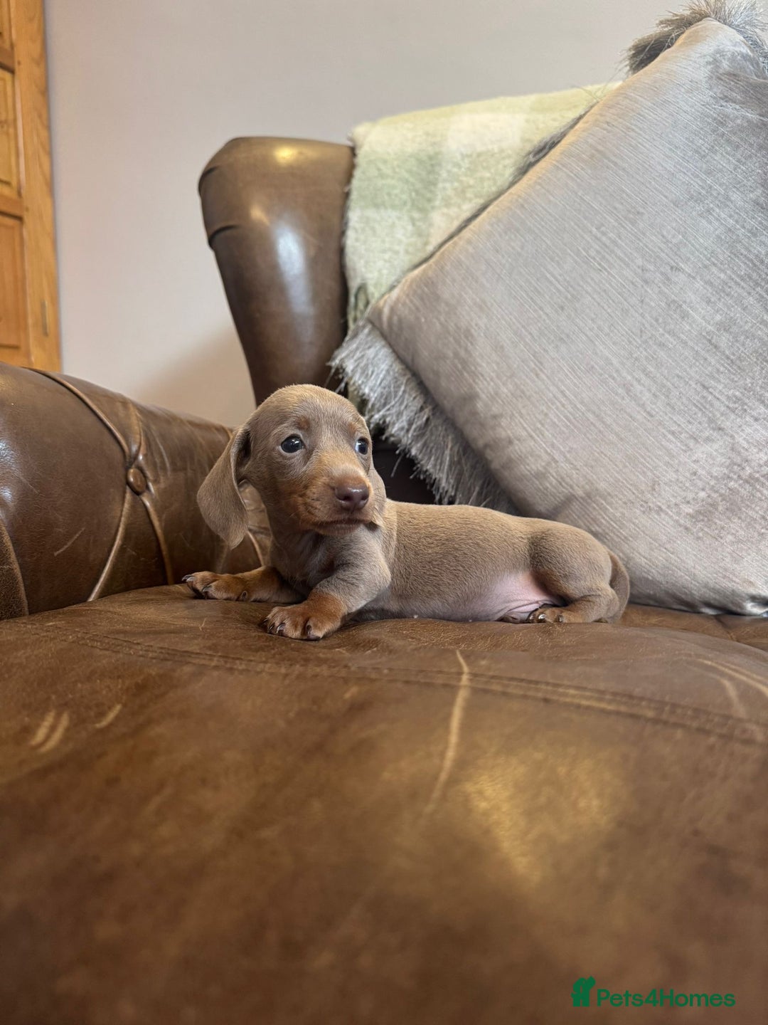Miniature Dachshund dogs for sale: Miniature Dachshund Puppies  - Advert 5