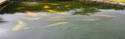 Koi Carp fish for sale: Koi carp, vary large in Stoke-on-Trent - Advert 8