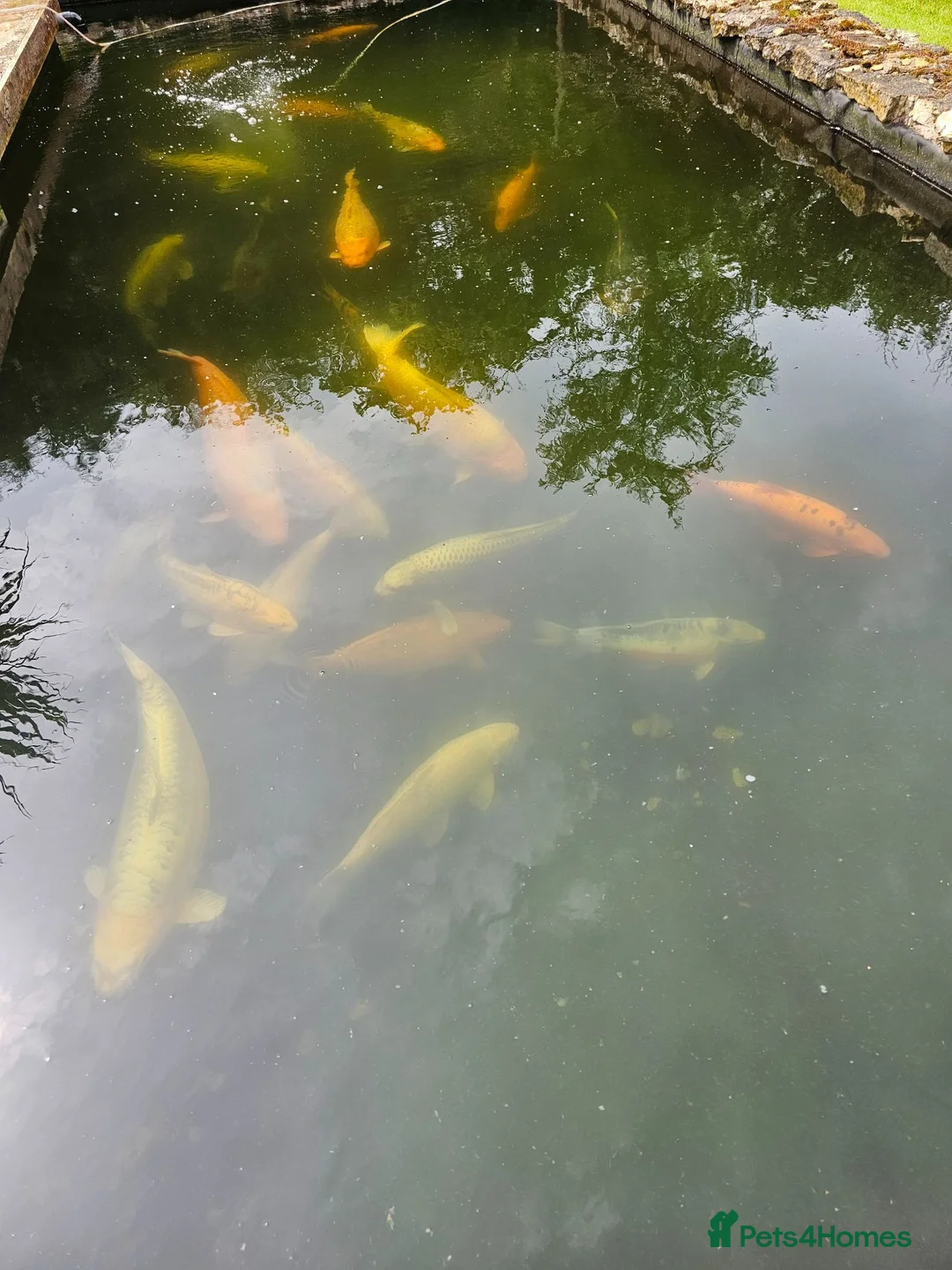 Koi Carp fish for sale: Koi carp, vary large in Stoke-on-Trent - Advert 8