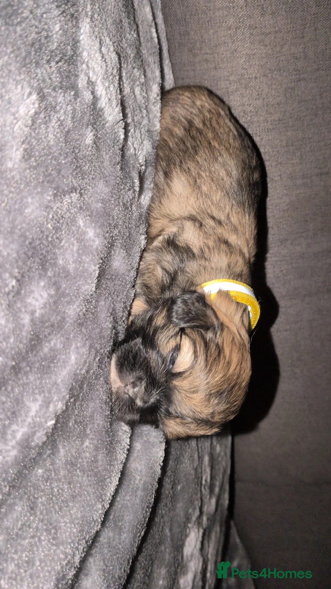 Lhasa Apso dogs for sale: 4 Beautiful beautiful Lhasa Apso Babies For Sale  - Advert 11