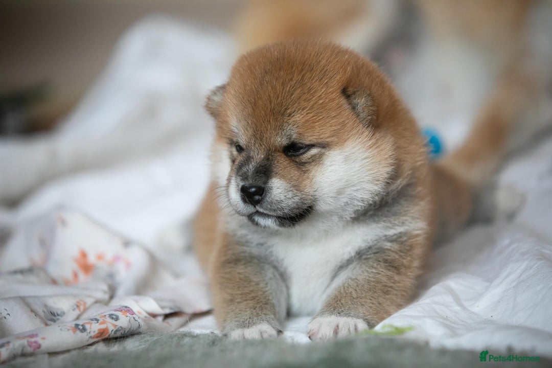 Japanese Shiba Inu dogs for sale: Outstanding quality two girls available. - Advert 17