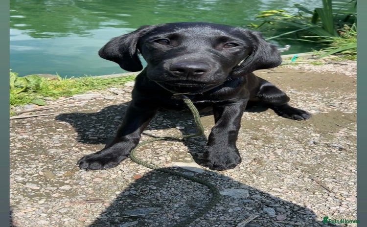 Labrador Retriever dogs - Advert 5