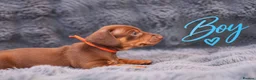 Miniature Dachshund dogs for sale: ❤️KC registered 8 Miniature Dachshund Puppies ❤️ - Advert 5