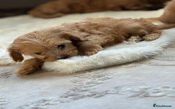 Cavapoo dogs for sale: Apricot Cavapoos - Image 13