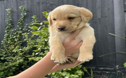 Labrador Retriever dogs for sale: Gorgeous Chunky Labrador Puppies - Image 10