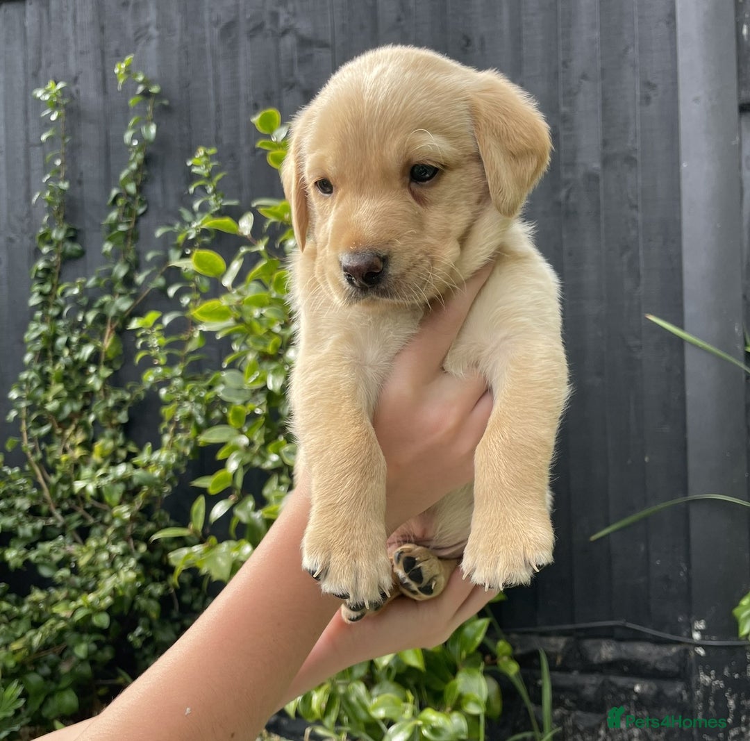 Labrador Retriever dogs for sale: Gorgeous Chunky Labrador Puppies - Image 10
