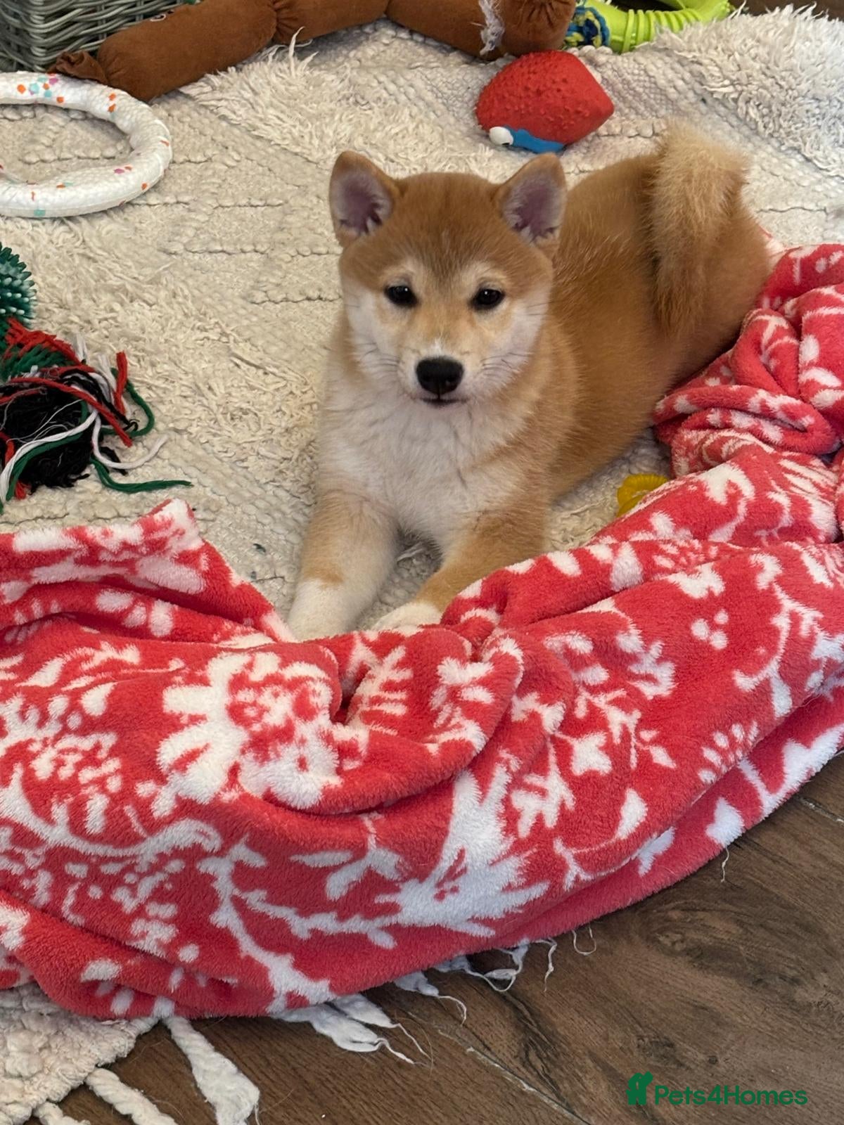 Japanese Shiba Inu dogs KC REGISTERED SHIBA INU RED PUPPIES FOR SALE - Advert 1