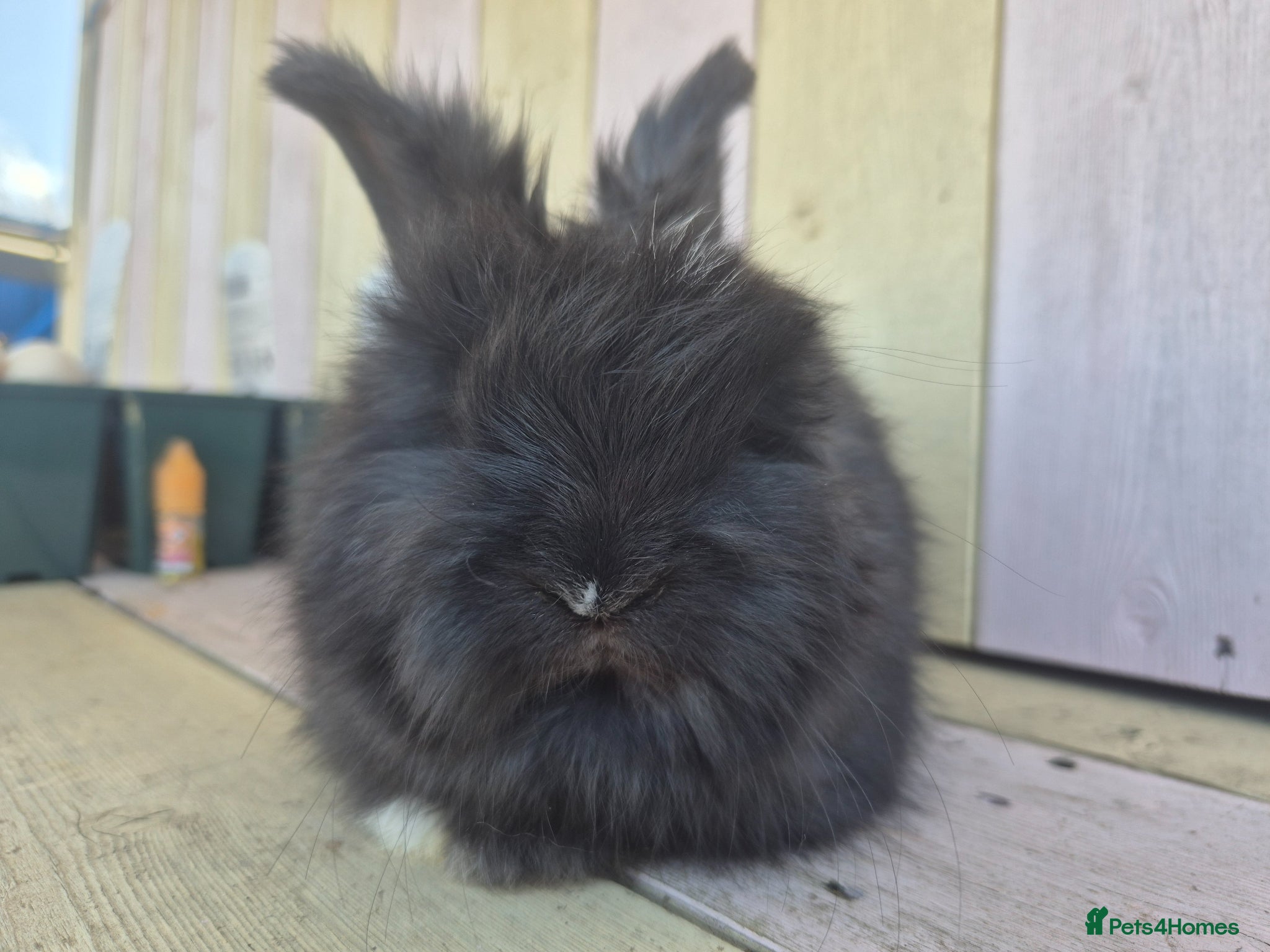 Angora rabbits 🩷 Angora babies-parents imported from🇫🇷  - Advert 1