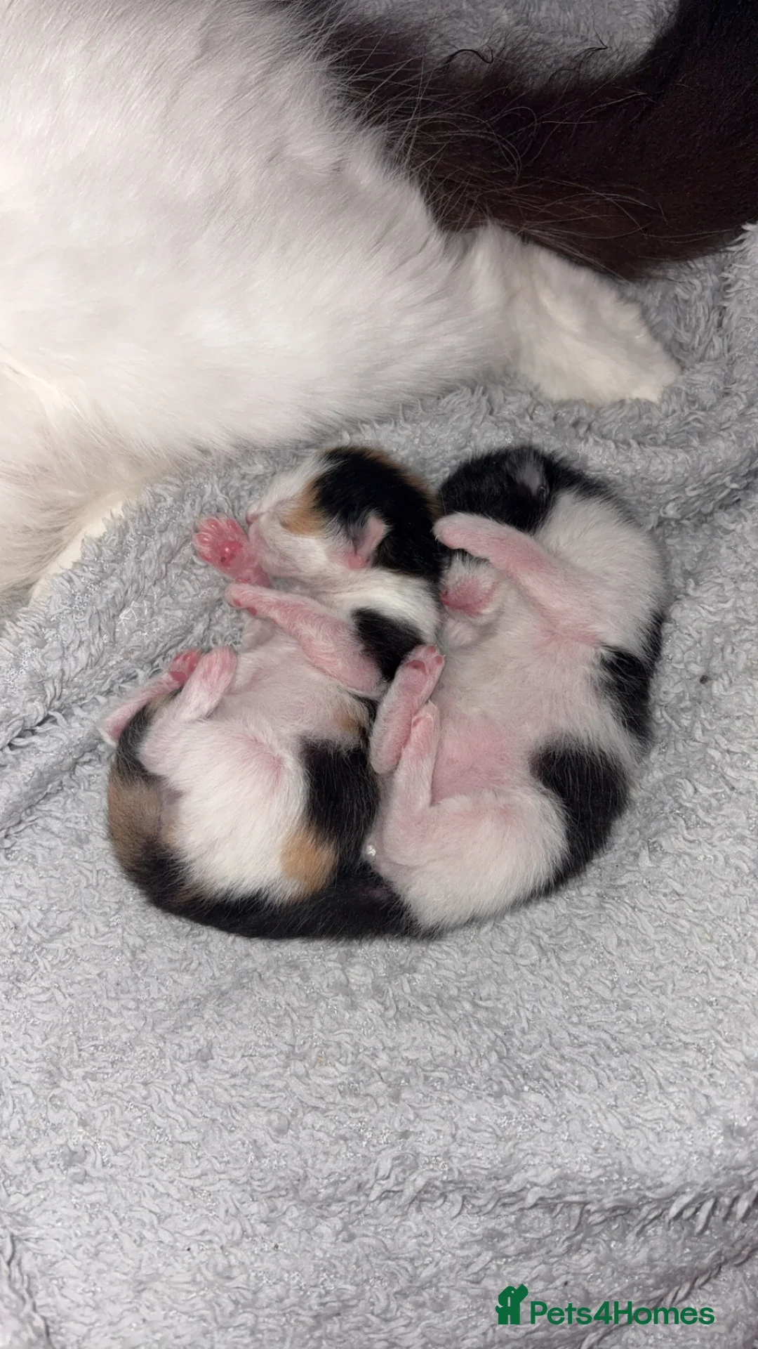 Mixed Breed cats for sale: 2 kittens for sale - Advert 2