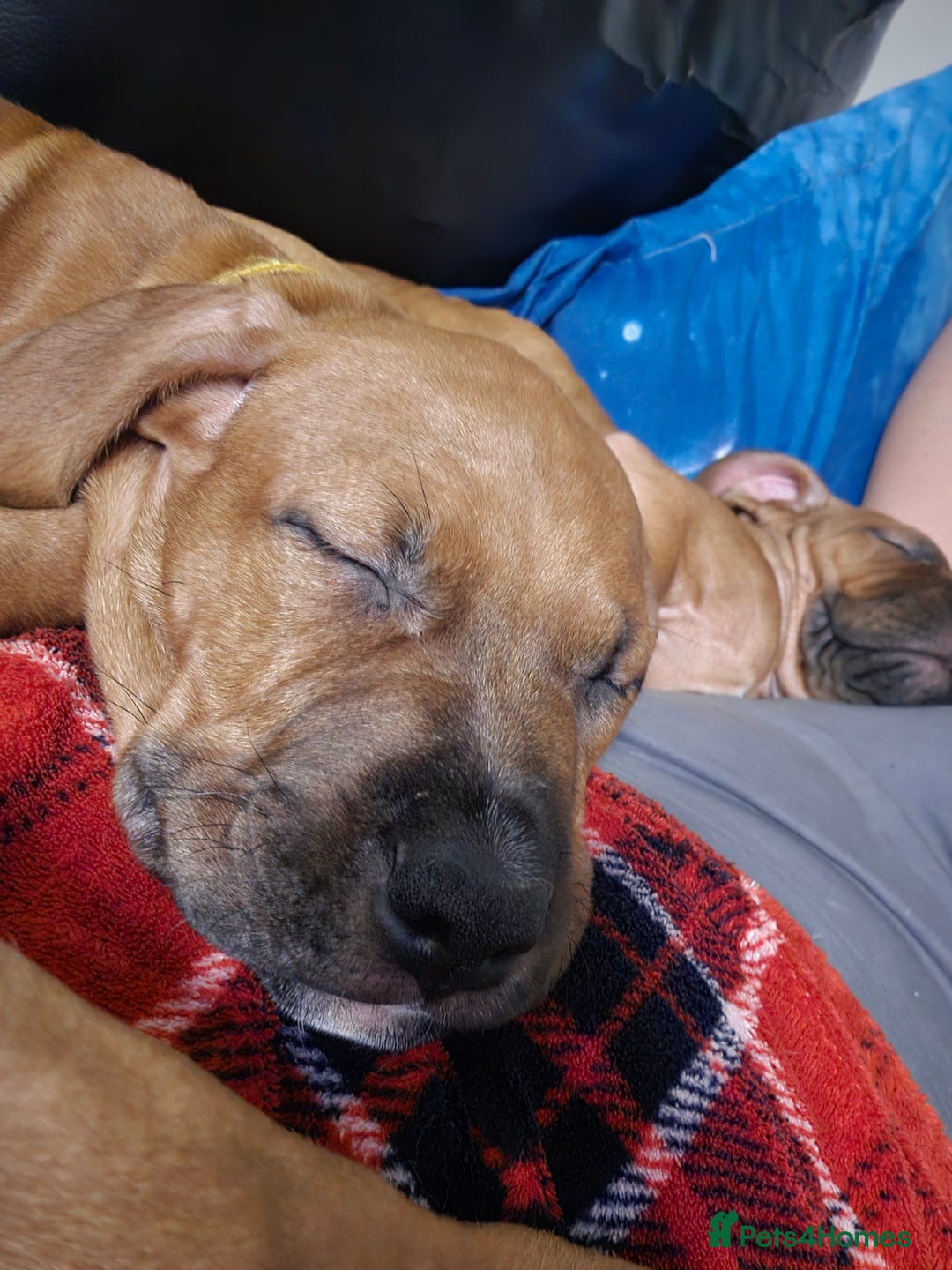 Mixed Breed dogs for sale: Bullmastiff x puppies 🐶  - Advert 9