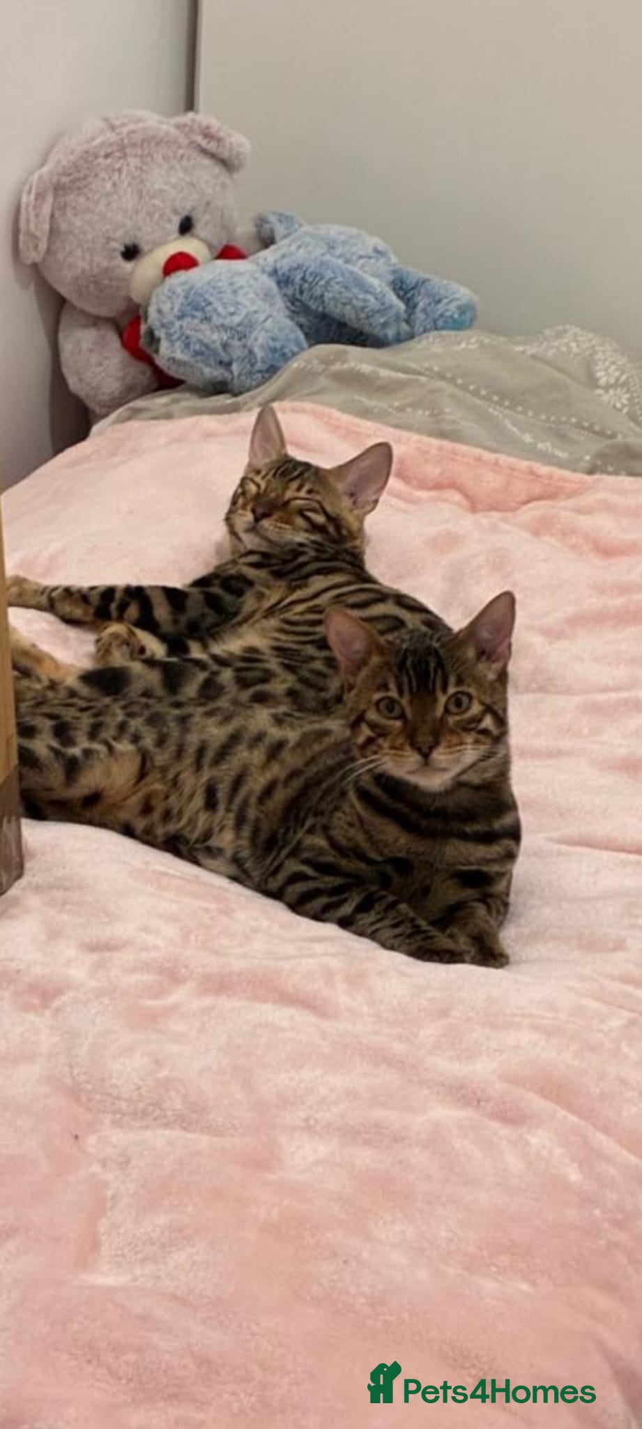 Bengal cats Stunning Bengal Boys Simba & Tiger 🐾🤎 in London - Advert 1
