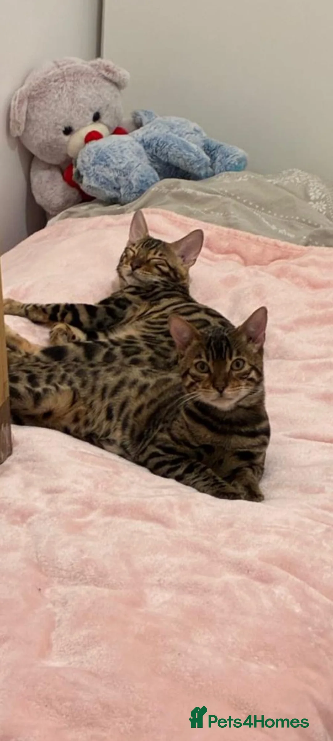 Bengal cats for sale: Stunning Bengal Boys Simba & Tiger 🐾🤎 - Advert 1