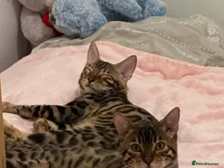 Bengal cats Stunning Bengal Boys Simba & Tiger 🐾🤎 in London - Advert 1