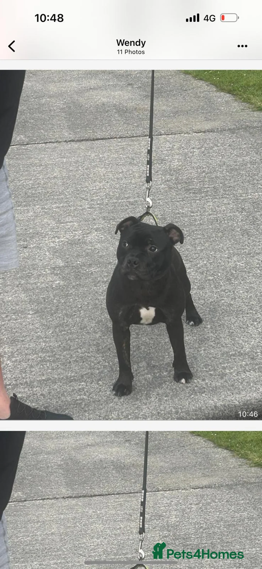 Staffordshire Bull Terrier dogs for sale: Staffordshire Bull Terrier puppy dog  in Pontyclun - Advert 3