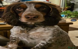 Cocker Spaniel dogs for sale: Cocker Spaniel Puppies  - Image 2