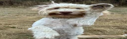 Cockapoo dogs for sale: Fun loving  cockapoo in Craven Arms - Advert 4