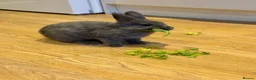 Mixed Breed rabbits for sale: Cute Grey Female Rabbit 11 weeks old - Advert 3