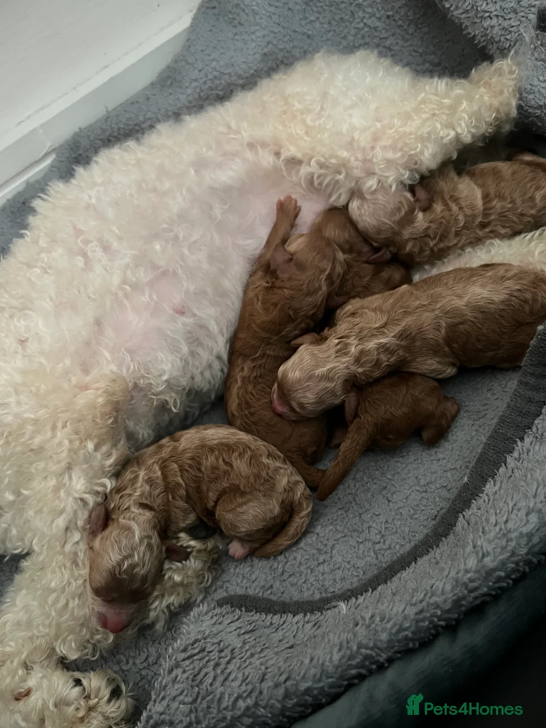 Toy Poodle dogs for sale: KC Reg Full health Check Red Toy Poodles in Liverpool - Advert 10