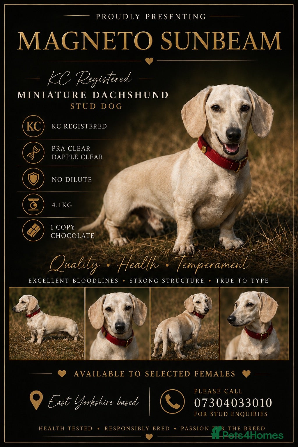 Miniature Dachshund dogs  🌈 💛 Magneto Sunbeam ☀️🍦  - Advert 6