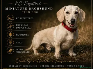 Miniature Dachshund dogs 🌈 💛 Magneto Sunbeam ☀️🍦 - Advert 6