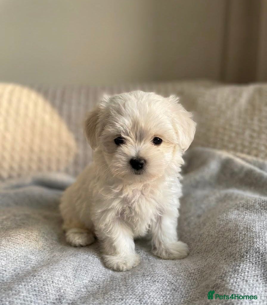 Maltipoo dogs 🤍f1b Maltipoos exceptional quality ready now 🤍 - Advert 5